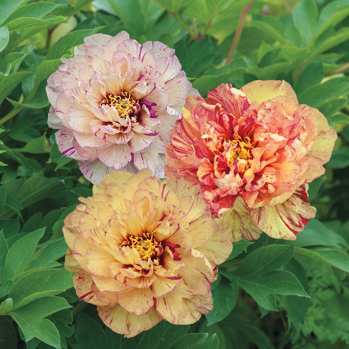 Lollipop Itoh Peony
